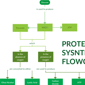 Flussdiagramm der Proteinsynthese